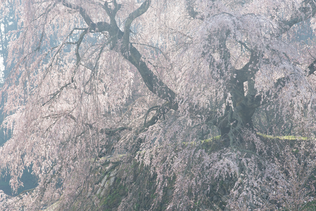 桜の大木