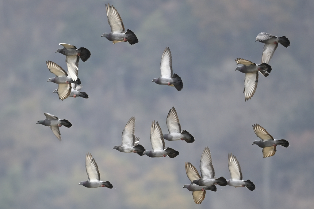 鳩の群れ_DSC7144_16