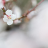 梅の花2