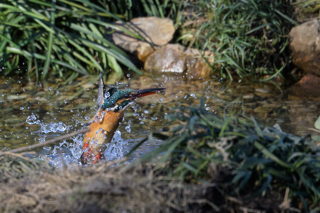 カワセミ63