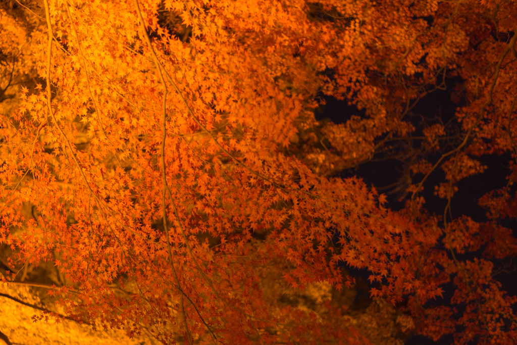 紅色