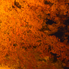紅色