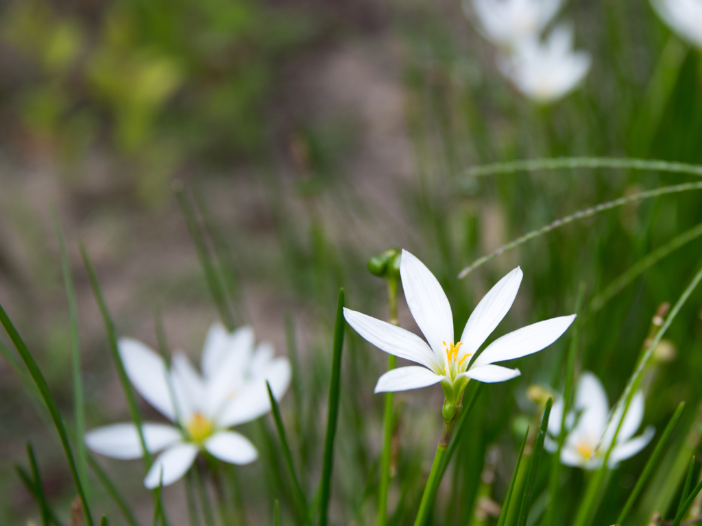 真直ぐ伸びる白い花