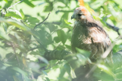 休憩するノスリ