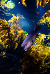 江ノ島水族館の魚①-2