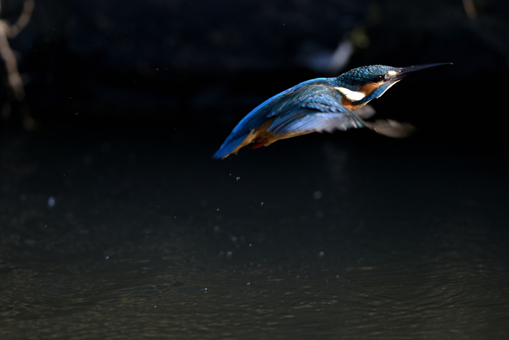 DSC_8926