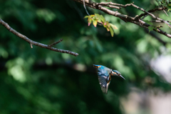 カワセミ飛び出し