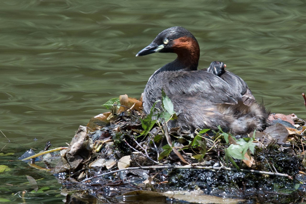 カイツブリ　006
