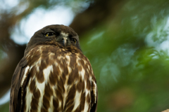 アオバズク　クローズアップ