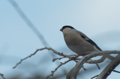 ウソのようだ・・・