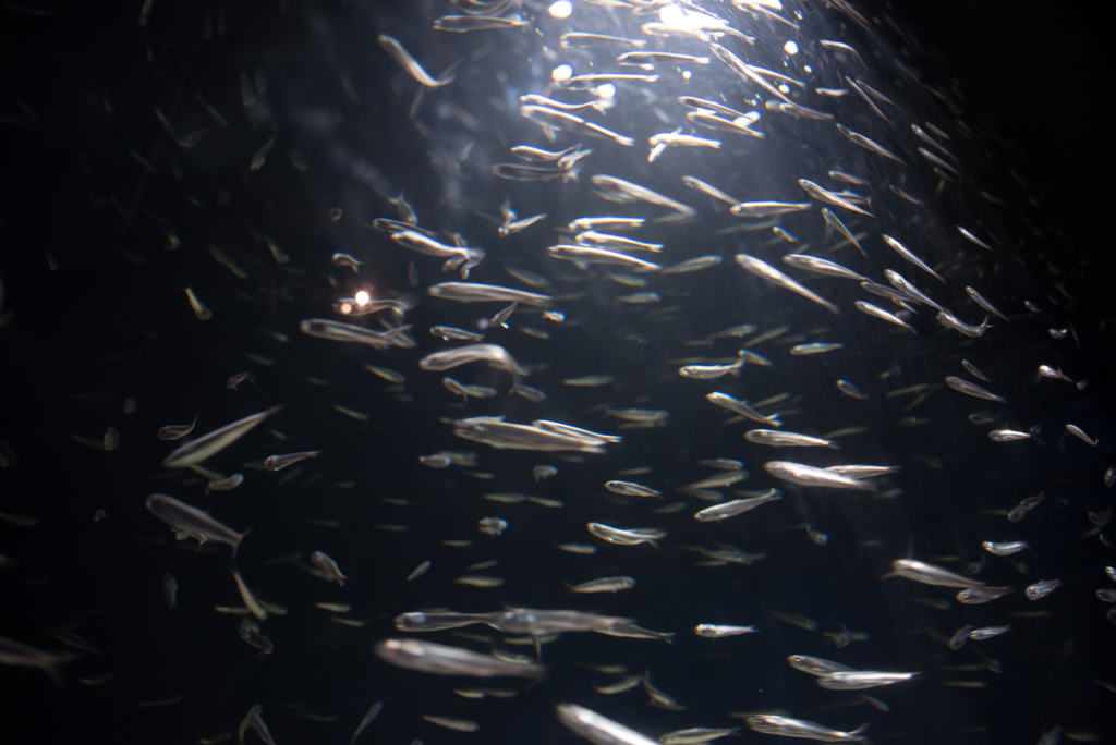 江ノ島水族館の水槽②