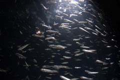 江ノ島水族館の水槽②