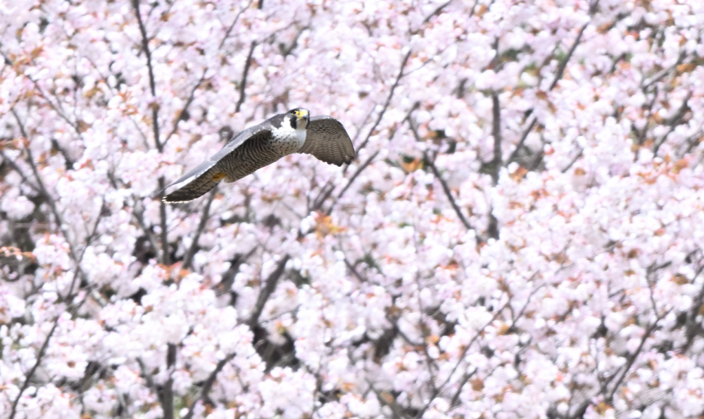 ハヤブサと桜01DSC_0199_83