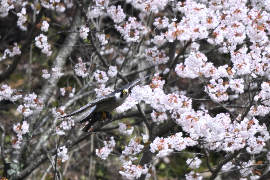 ハヤブサと桜02DSC_9565_84