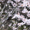 ハヤブサと桜02DSC_9565_84