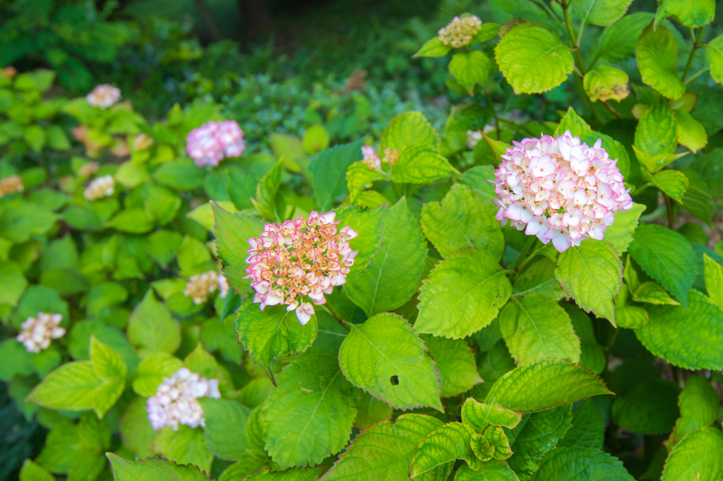アジサイたち