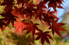 真っ赤なモミジ