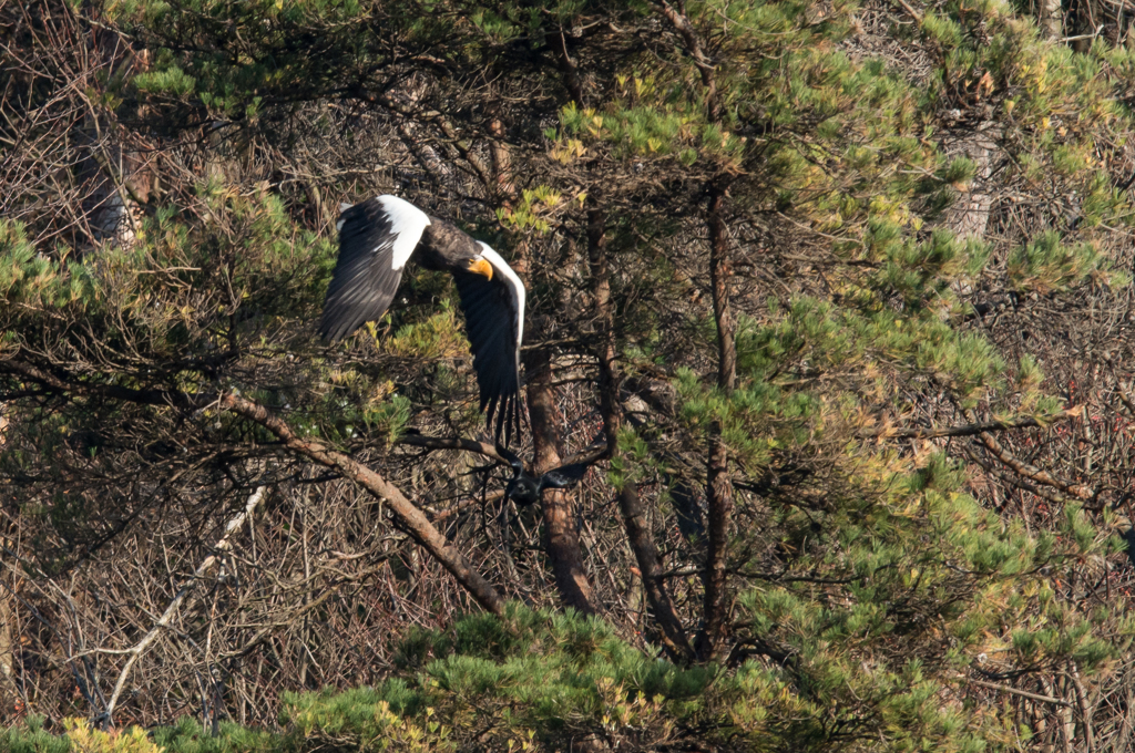 大鷲　テイクオフ
