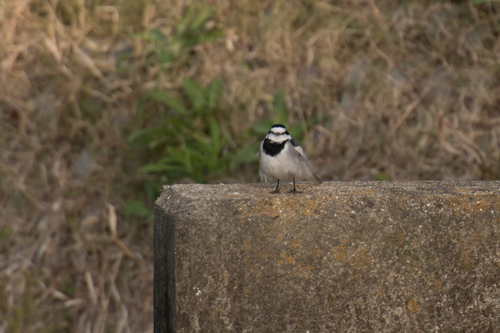 小さいけど直立不動で威嚇