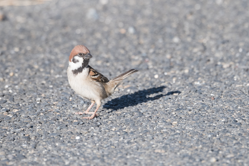スズメがチュン