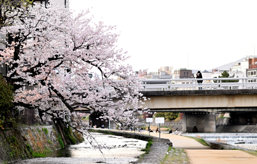 3月の桜DSC_1487_81