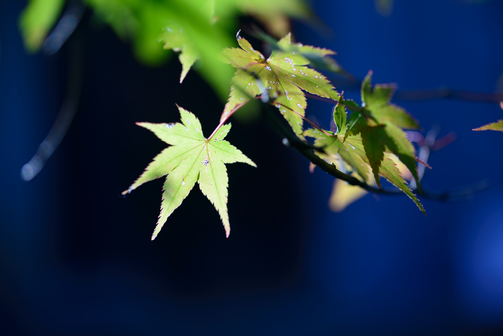 キミドリモミジ