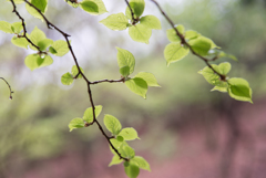 京都一周トレイル北山③-1