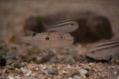 宮島水族館　フグ