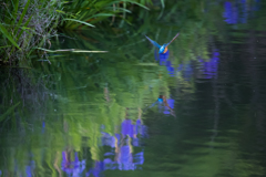 カワセミと菖蒲の花3