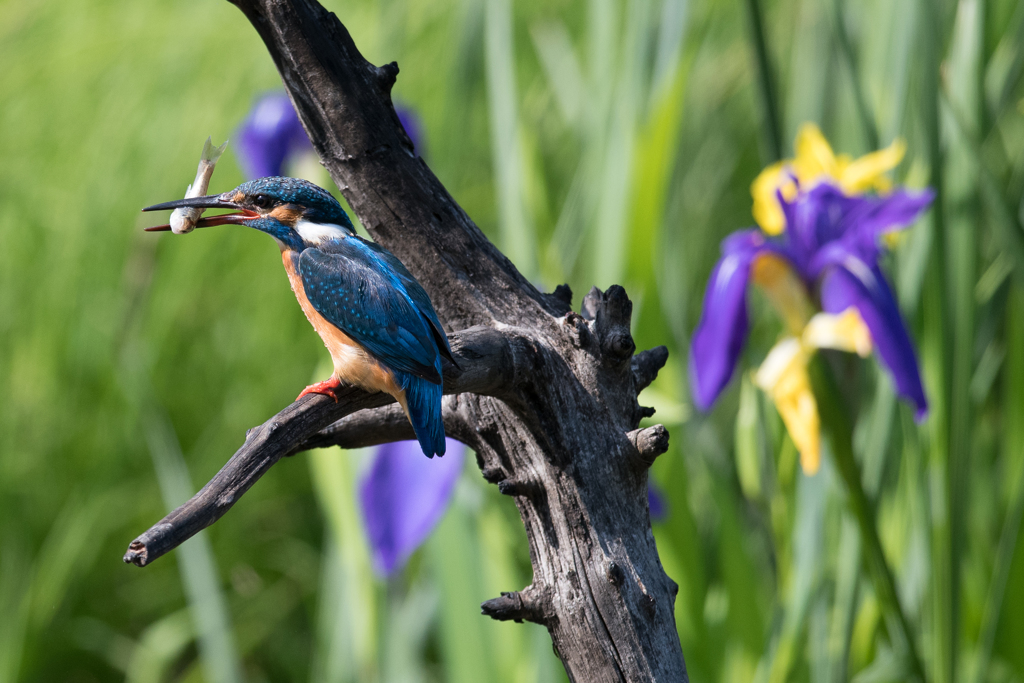 カワセミと菖蒲の花2