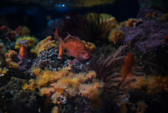 江ノ島水族館の魚③