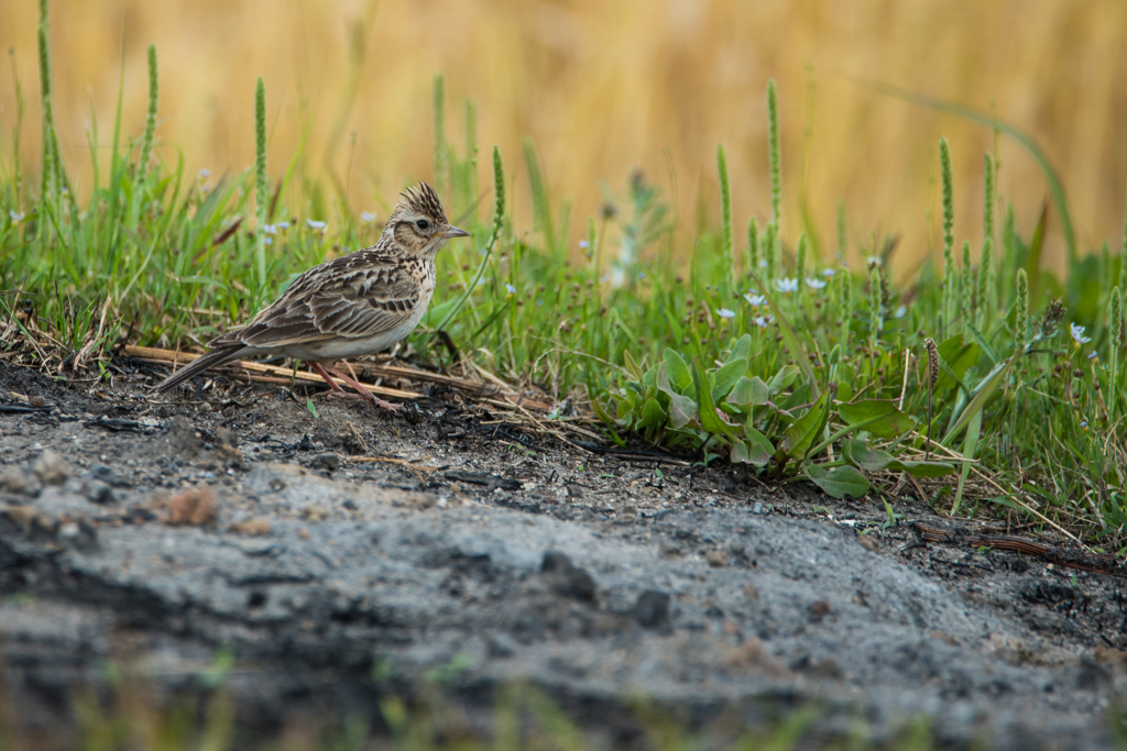 タヒバリの散歩2