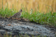 タヒバリの散歩2