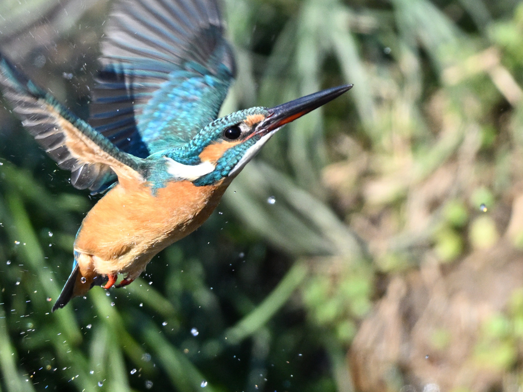 カワセミ_2022_019