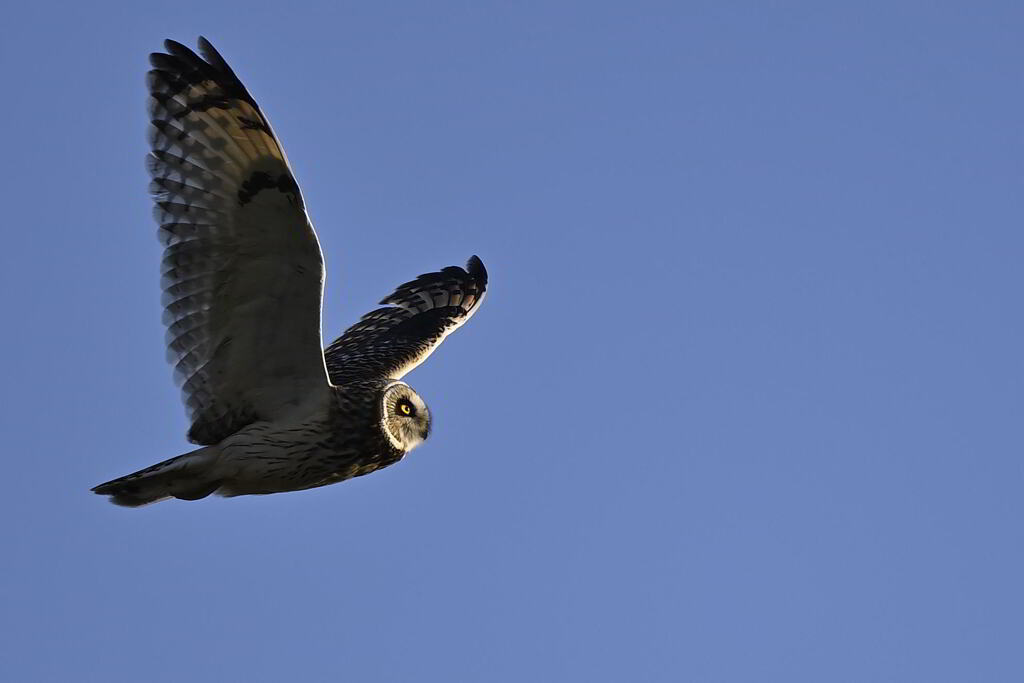 2025_コミミズク006_271