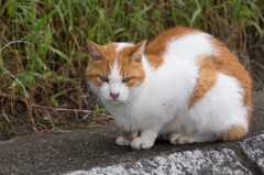 鴨川の目つきの悪い猫その④