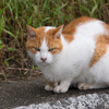 鴨川の目つきの悪い猫その④