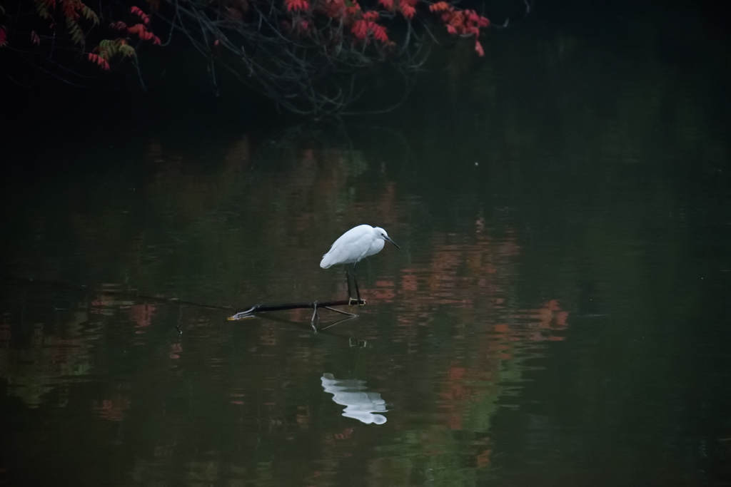 サギと紅葉