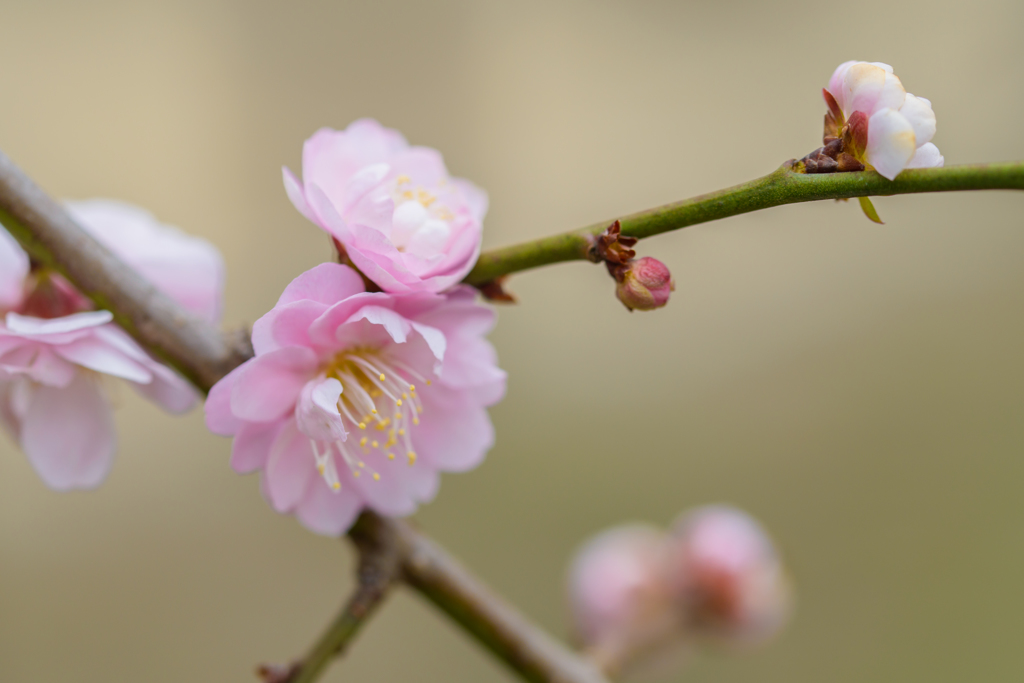 梅の花6