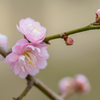 梅の花6