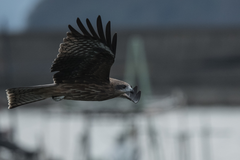 鳶　獲物探して04