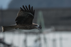 鳶　獲物探して04