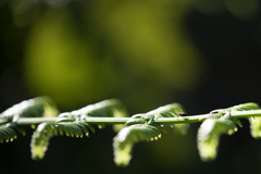 ゾウムシ(たぶん・・・)