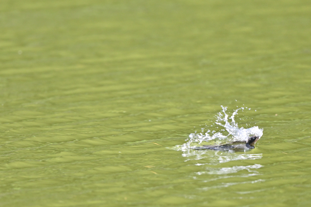 水飲みがダイナミック(痛そう)DSC_1462_152