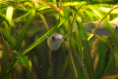 江ノ島水族館の魚②