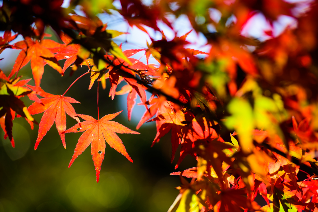 15年のもみじ