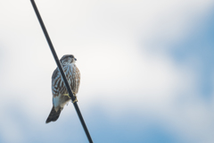 チョウゲンボウ