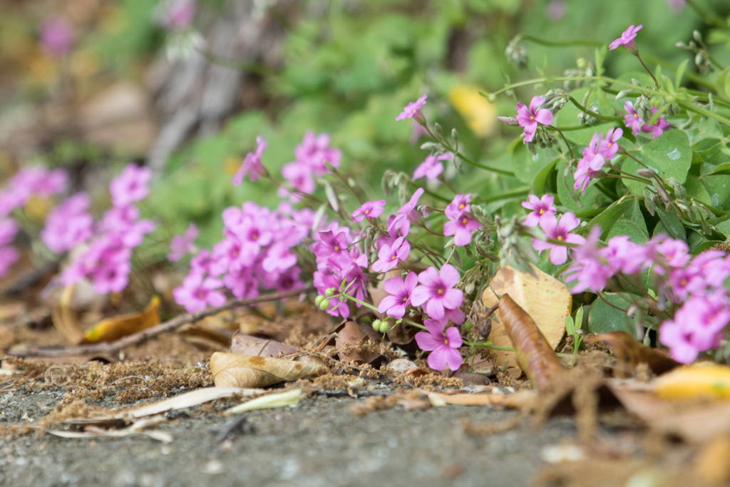 道端に咲く花