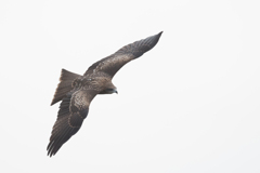 鳶　狙いをつけて　01