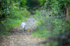 白猫の散歩道